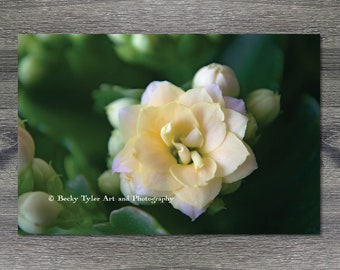 Kalanchoe Calandiva, Macro Photography, Digital Print, Cottagecore, Farmhouse Decor, Giclee Print