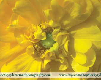 Ranunculus Flower Fine Art Photo Print