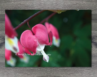 Bleeding Hearts, Macro Photography, Giclee Print, Farmhouse Decor, Cottagecore, Print, Digital Print, Macro Print