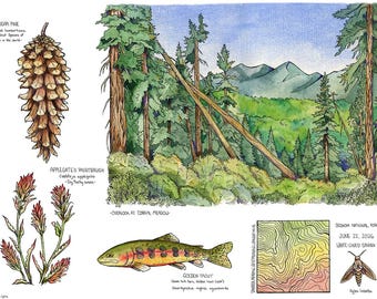Sequoia National Forest Wildlife Watercolor Rolled Poster