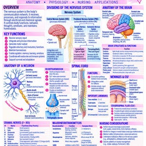 May include: An educational poster titled The Nervous System, featuring detailed diagrams of the brain, spinal cord, and neurons. It includes sections on anatomy, physiology, and nursing applications with text labels, charts, and lists explaining functions.