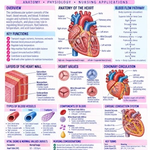 Pode incluir: Um cartaz educativo intitulado Cardiovascular System apresentando diagramas anatómicos do coração, vias de fluxo sanguíneo, camadas da parede cardíaca, válvulas, vasos sanguíneos e sistema de condução com etiquetas e tabelas.