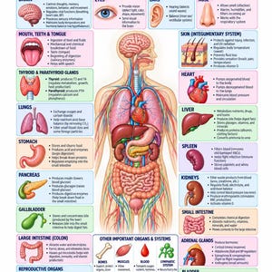 Puede incluir: Un póster educativo titulado STUDENTintoNURSE que presenta una ilustración anatómica central del cuerpo humano rodeada de diagramas etiquetados de órganos como el cerebro, corazón, pulmones y sistema digestivo con texto descriptivo.
