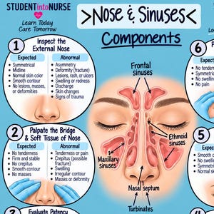 May include: An educational infographic titled Nose & Sinuses HEENT Exam, featuring anatomical illustrations of the human nose and sinus cavities. It includes six numbered steps for clinical assessment, common sinus locations, and key takeaways.