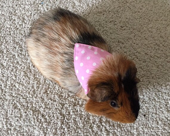 Guinea pig bandana hotsell