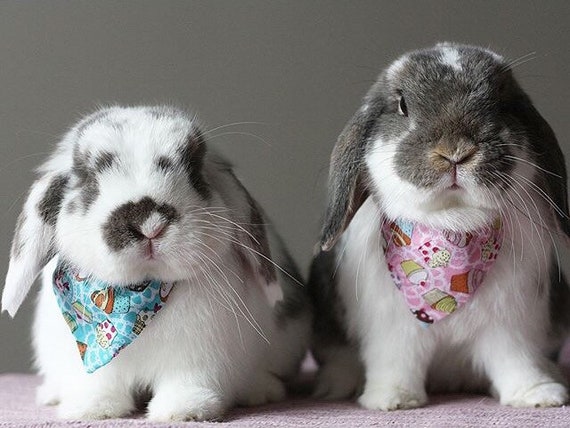 Cupcakes 1x Bandana or 1x Bow or a Set of 2 for Bunny Rabbits Chinchillas Guinea Pigs Small Pets Soft Toys Etsy Canada