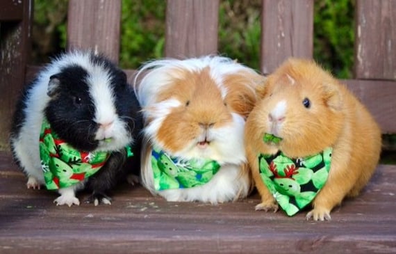 guinea pig sprouts
