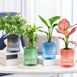 May include: Four cylindrical glass planters with vertical ribbed textures in gray, green, blue, and coral. Each planter holds a different green plant, including a flowering plant, a bamboo stalk, a broad-leaf plant, and a variegated pink-leaf plant.