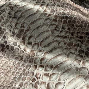 May include: A piece of snakeskin leather featuring a natural scale pattern in shades of white, cream, and dark brown. The surface displays a textured, overlapping arrangement of scales that vary in size, creating a distinct organic appearance.