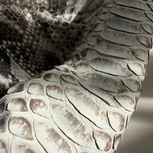 May include: A piece of textured snakeskin leather featuring large, overlapping scales in shades of off-white, cream, and soft brown. The surface displays a natural, organic pattern with varying scale sizes and a matte finish throughout the material.