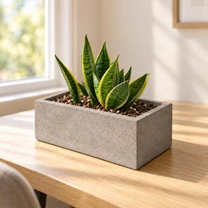 May include: A rectangular gray concrete planter containing a snake plant with upright, pointed green leaves featuring yellow edges. The plant is potted in dark soil with small white pebbles visible on the surface, creating a clean, industrial look.