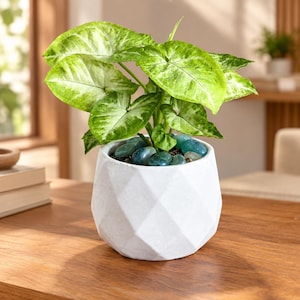 May include: A Syngonium plant with variegated light green and white arrow-shaped leaves potted in a white geometric ceramic planter. The soil surface is covered with smooth, polished blue and teal decorative stones, creating a textured look.