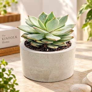 May include: A light green succulent plant with pointed leaves and reddish tips, potted in a cylindrical, smooth, light gray concrete planter filled with dark brown soil. The plant is centered, displaying a symmetrical rosette leaf arrangement.