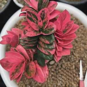 Pink Zz - Etsy Canada