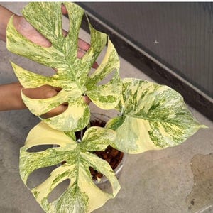 Makkelijk te verzorgen kamerplant, tropische Monstera (gewortelde stekjes) | Grove aroid-mix, perliet en orchideeënschors | Pot van 10-15 cm