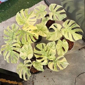 Easy Care Houseplant, Tropical Monstera Rooted Cutting | Chunky Aroid Mix With Perlite & Orchid Bark | 4-6 Inch Pot