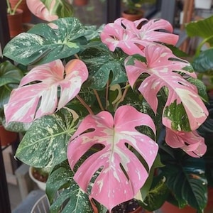 Op de afbeelding: Een Monstera-plant met grote, hartvormige bladeren met duidelijke gaten. Het blad vertoont een bont patroon van diepgroen, crèmewit en levendige roze vlekken over het oppervlak van de brede, getextureerde bladeren.