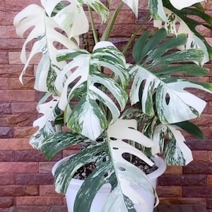Monstera White Tiger, Albo Variegated Rooted Cutting | Chunky Aroid Mix Substrate | 5-Inch Ready To Pot