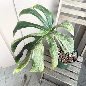 Monstera Jungle Mint, Variegated Rooted Cutting, Easy-Care Specimen | Orchid Bark Perlite Peat Mix | 5-Inch