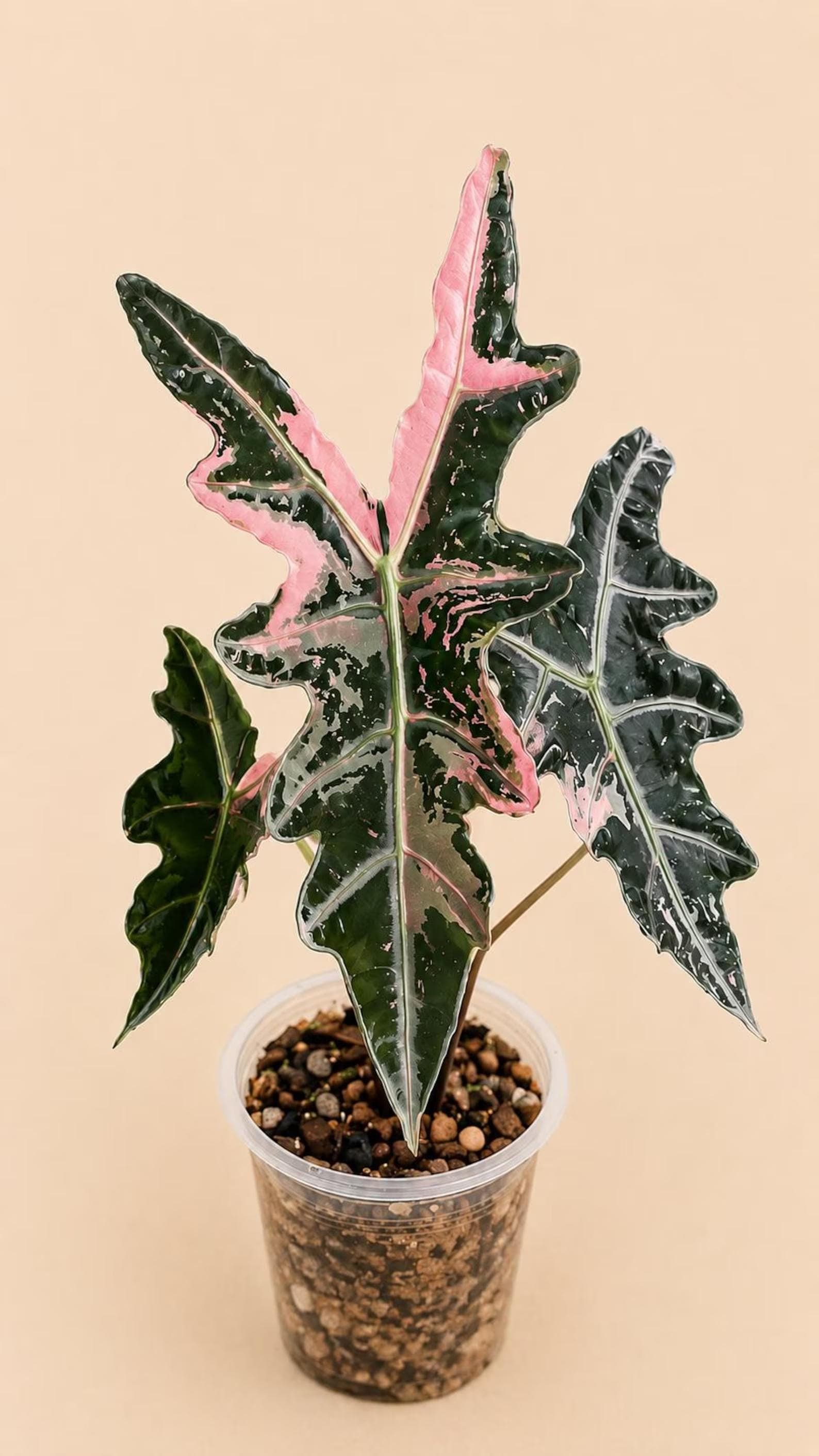 Alocasia nebula - Etsy 日本