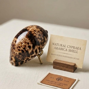 Op de afbeelding: Een gepolijste bruine en crèmekleurige Cypraea arabica schelp op een gouden metalen standaard, vergezeld van een rechthoekige kaart met de tekst NATURAL CYPRAEA ARABICA SHELL HAND-PICKED INDONESIAN OCEAN en een stoffen label met EST 2024 PREMIUM CURATED COLLECTIBLE.
