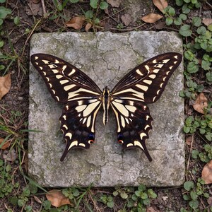 Puede incluir: Una gran mariposa cola de golondrina con alas de color marrón oscuro y crema con patrones intrincados, posada sobre una losa de piedra cuadrada de color gris desgastado. La mariposa muestra marcas simétricas y pequeñas manchas rojas.