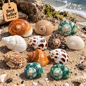 Natural Hermit Crab Shells, Turbo & Conch, 12-Piece Set (1.6-3.2 Inch)