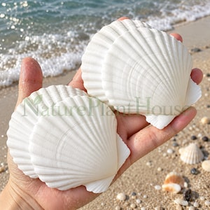May include: Two bright white scallop shells with distinct radial ridges and fan-shaped edges. The shells are held together, displaying their textured surfaces and curved forms. The text NaturePlantHouse is overlaid in green across the center.