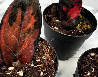 Pode incluir: Três vasos de plástico preto preenchidos com terra escura, cada um contendo uma única folha oval. As folhas exibem um padrão variegado de vermelho profundo e verde escuro, com nervuras centrais proeminentes e bordas lisas e arredondadas.