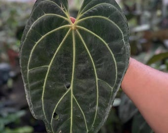 Anthurium Silver Tiger X Red Crystallinum X Dorayaki Hybrid Plant