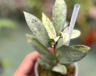 May include: A small Hoya plant with variegated, lance-shaped leaves featuring a speckled pattern of light green, cream, and dark green hues. The plant is potted in a small white container with brown soil and includes a thin, vertical white support stake.