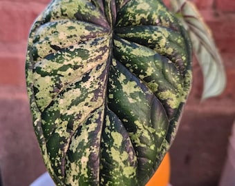 May include: A variegated Alocasia plant leaf featuring a heart-shaped structure with deep green and light lime green mottled patterns. The surface of the leaf displays a prominent, textured vein system that creates a quilted appearance.