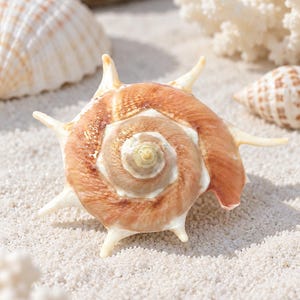 Könnte beinhalten: Eine Spinnenschnecke mit spiralförmiger Mitte und strahlenförmigen, spitzen Dornen. Das Gehäuse weist Schattierungen in Hellbraun, Braun und Creme auf. Es liegt inmitten anderer Muscheln und weißer Korallenfragmente auf sandigem Untergrund.