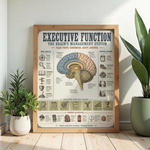 Może przedstawiać: Oprawiony plakat edukacyjny zatytułowany Executive Function: The Brain's Management System. Zawiera centralną ilustrację anatomiczną ludzkiego mózgu, otoczoną diagramami, ikonami i tekstem wyjaśniającym podstawowe umiejętności oraz systemy wsparcia.