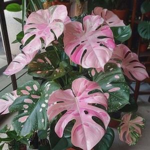 Monstera Pink Rare, bonte plant met sterke wortels, Araceae - Onregelmatige groene bladeren met een vleugje kleur | Sterke wortels, kamerplant