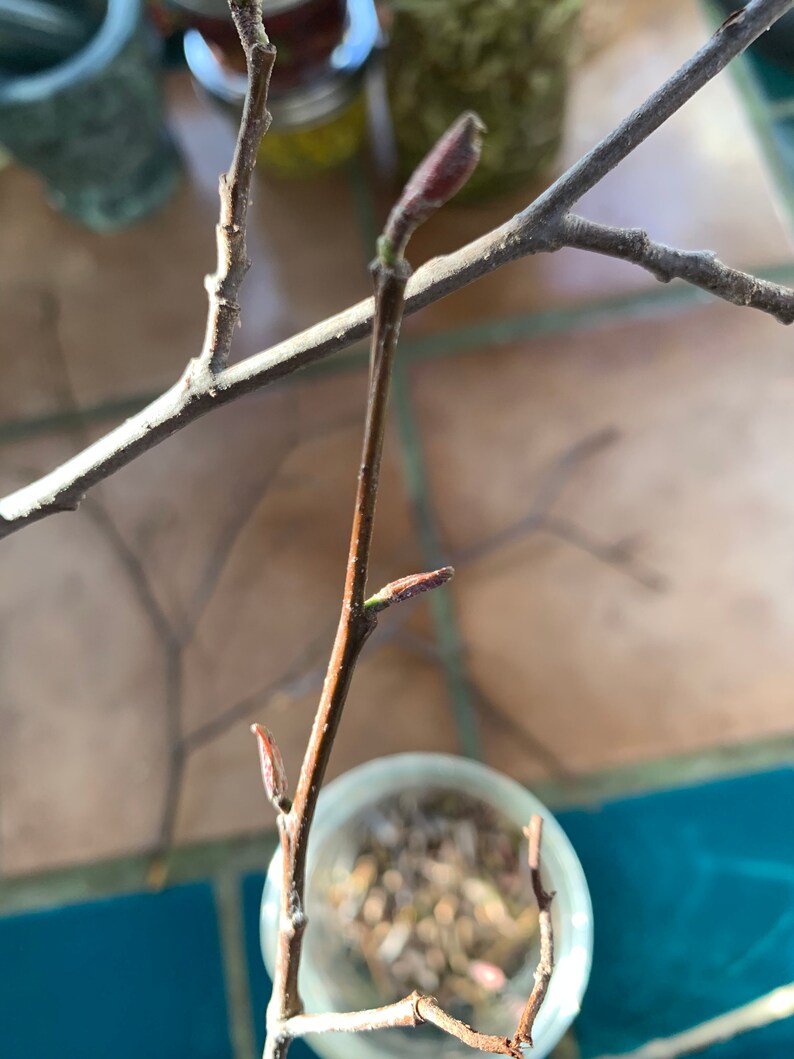 Red Alder Tincture Alnus rubra Herbal Extract image 2