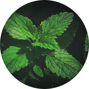 Lemon Balm Tincture (Melissa officinalis)