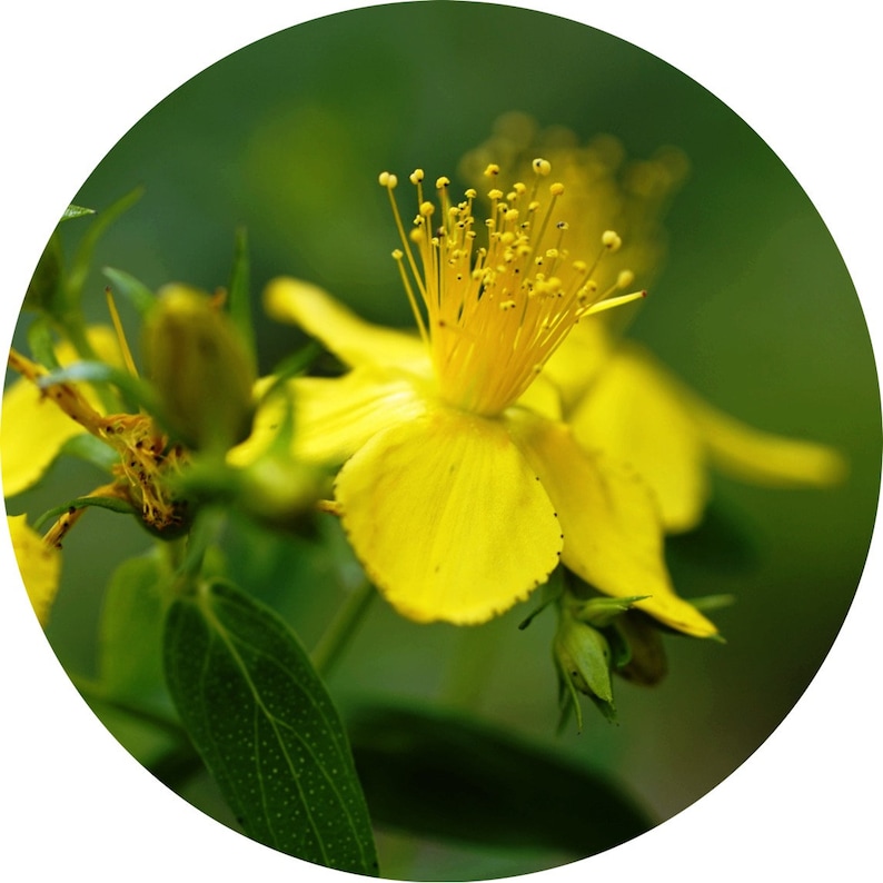 St. John's Wort Flower Oil Hypericum perforatum St. Joan's Infused image 5