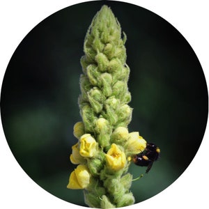 Mullein Ear Oil with Garlic and St. John's Wort image 2