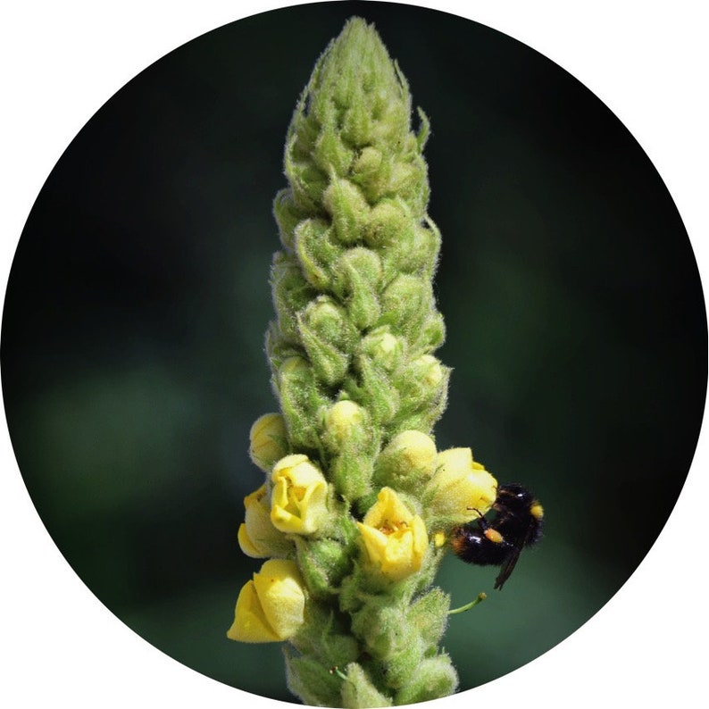 Mullein Ear Oil with Garlic and St. John's Wort image 2