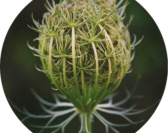 Wild Carrot Seed (Daucus carota) Queen Anne’s Lace Tincture Extract