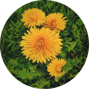 Könnte beinhalten: Nahaufnahme von vier leuchtend gelben Löwenzahnblüten in verschiedenen Blühstadien. Die Blüten stehen vor einem Hintergrund aus grünem Gras und Blättern, wodurch eine natürliche, lebendige Szene entsteht. Das Bild ist kreisförmig gerahmt.
