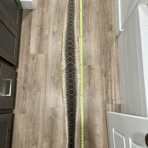 Puede incluir: Una larga piel de serpiente de cascabel mudada con un patrón de diamantes de color marrón oscuro en el centro y bordes de color crema más claros. Una cinta métrica amarilla colocada junto a la piel indica una longitud de 137 cm.