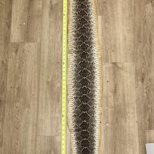 Puede incluir: Una larga piel de serpiente de cascabel mudada que presenta un patrón de diamantes de color marrón oscuro y crema en el dorso, con una parte inferior de color crema más claro. Una cinta métrica amarilla indica una longitud de 114,3 cm.