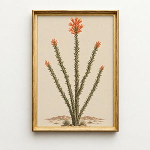 May include: A framed botanical print featuring an ocotillo plant with tall, spiky green stems and vibrant orange flowers at the tips. The plant is centered against a light beige background, with a small desert landscape depicted at the base.