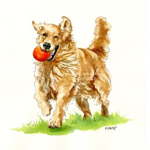 May include: Watercolor painting of a golden retriever running with a red ball in its mouth. The dog is depicted in a playful pose with its tongue sticking out. The background is a simple white.