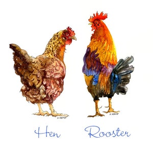 Farm Animals Rooster Hen Pen and Ink Watercolor Painting Drawing Illustration  Reproduction Art Print