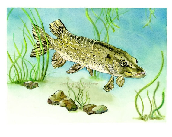 Fisherman Gift Sporting Decor Northern Pike Muskie Fish Pen and Ink  Watercolor Illustration Giclee Print Kids Wall Decor Green Aqua Brown -   Canada