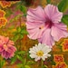 Kathie Kemp