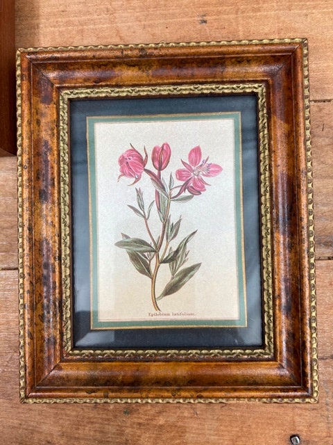 ◇P.J.RedouteH.HAL CHICAGO KRAMER薔薇絵画 ◇P.J.RedouteH.HAL CHICAGO KRAMER薔薇絵画